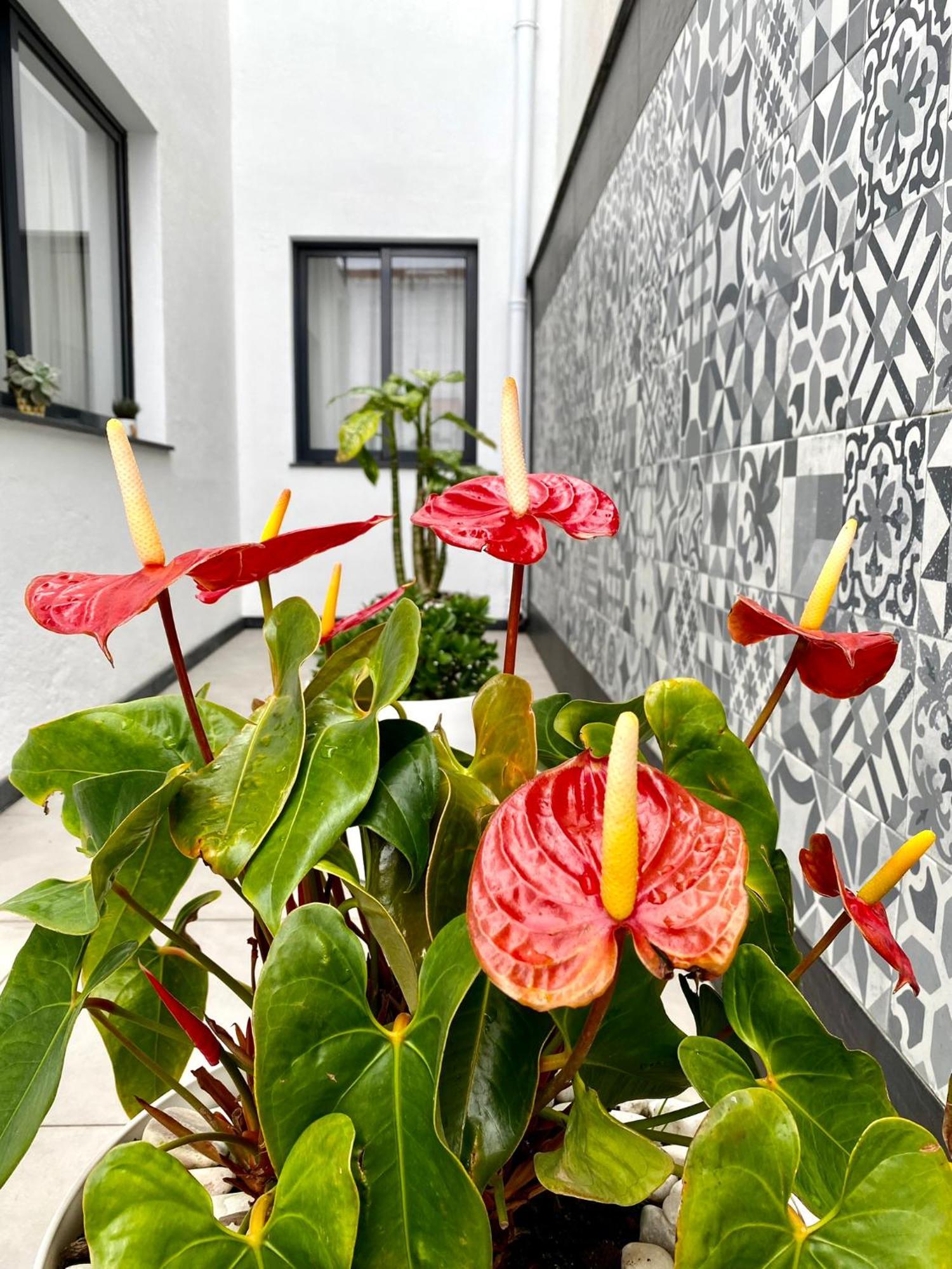 Iris House Al Azores Ponta Delgada Kültér fotó